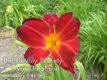 Daylily Pia Doehnert